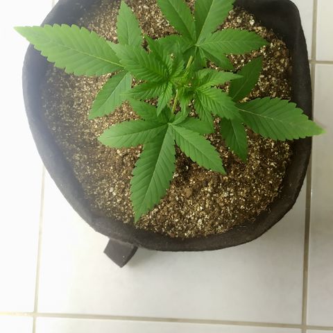 Somango #47 growlog timeline photo