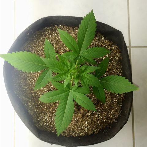 Somango #47 growlog timeline photo