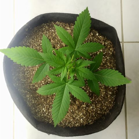 Somango #47 growlog timeline photo