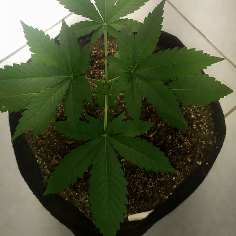 Somango #47 growlog timeline photo