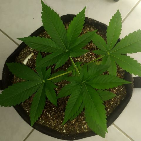 Somango #47 growlog timeline photo