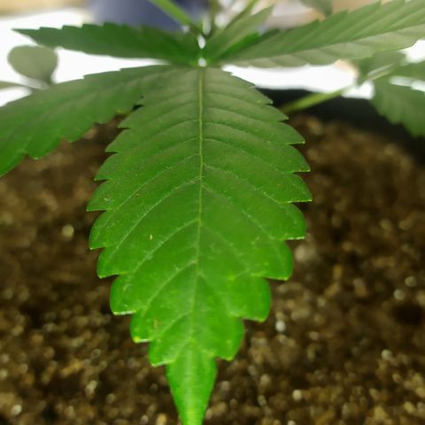 Somango #47 growlog timeline photo