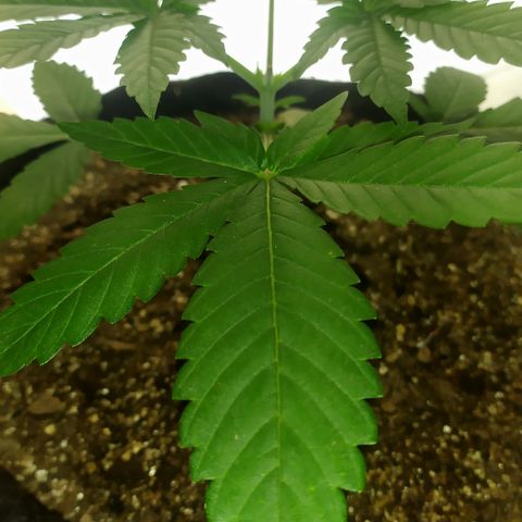 Somango #47 growlog timeline photo