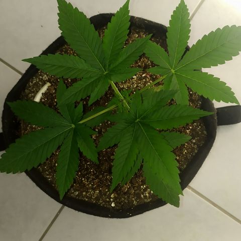 Somango #47 growlog timeline photo