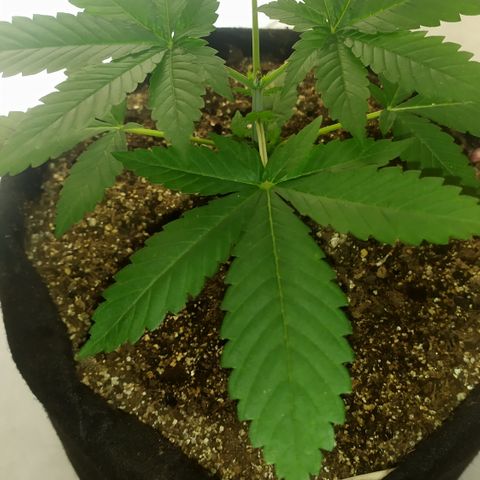 Somango #47 growlog timeline photo