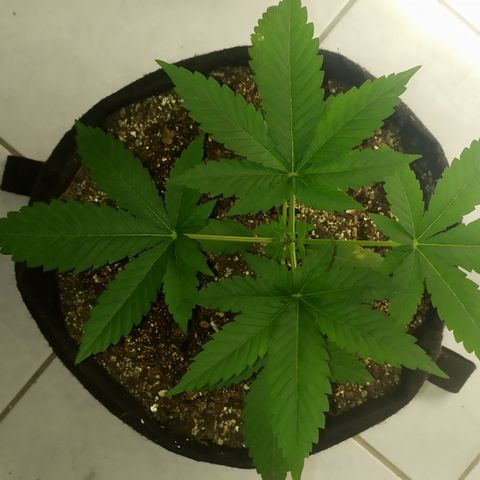 Somango #47 growlog timeline photo
