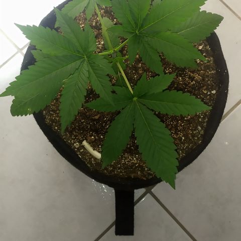 Somango #47 growlog timeline photo