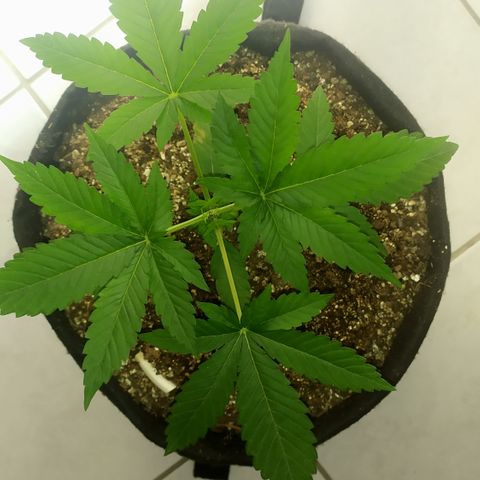 Somango #47 growlog timeline photo