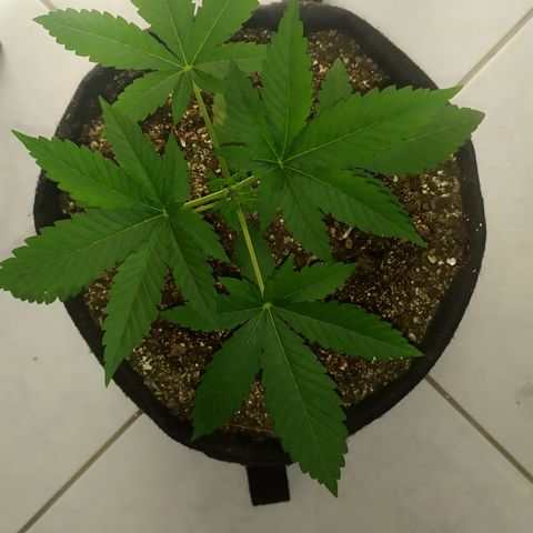 Somango #47 growlog timeline photo