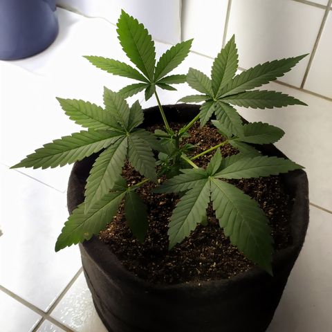 Somango #47 growlog timeline photo