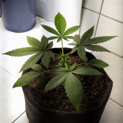 Somango #47 growlog timeline photo