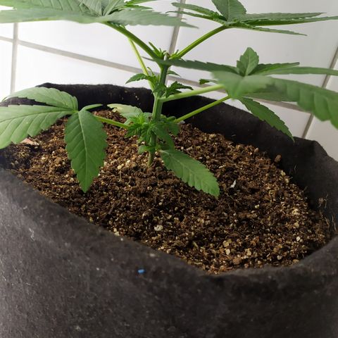 Somango #47 growlog timeline photo