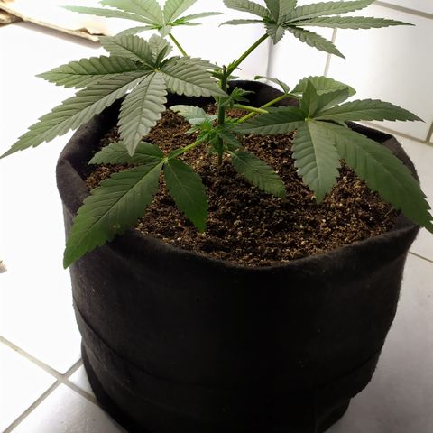 Somango #47 growlog timeline photo
