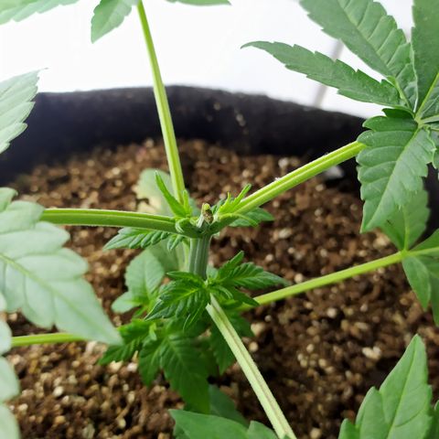 Somango #47 growlog timeline photo