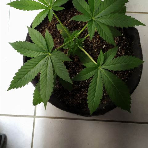 Somango #47 growlog timeline photo