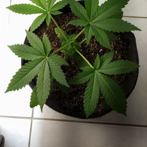Somango #47 growlog timeline photo