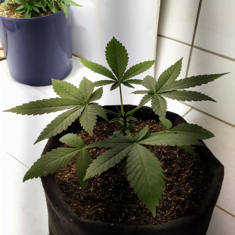Somango #47 growlog timeline photo