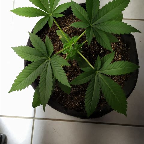 Somango #47 growlog timeline photo