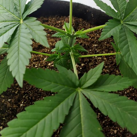 Somango #47 growlog timeline photo