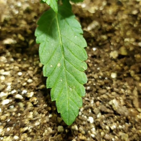 Somango #47 growlog timeline photo