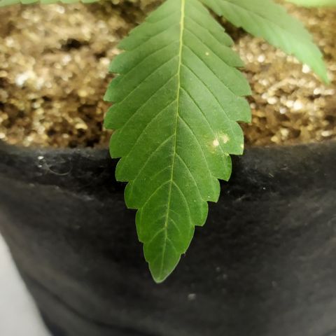 Somango #47 growlog timeline photo