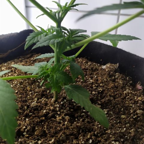Somango #47 growlog timeline photo