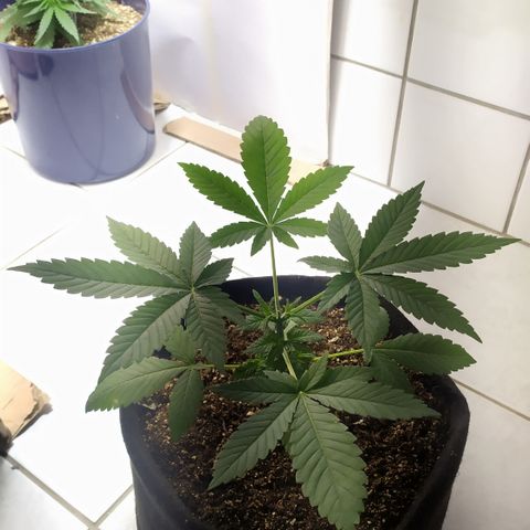Somango #47 growlog timeline photo