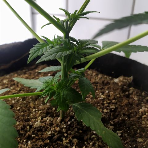 Somango #47 growlog timeline photo