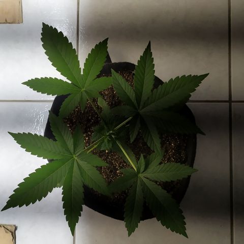 Somango #47 growlog timeline photo