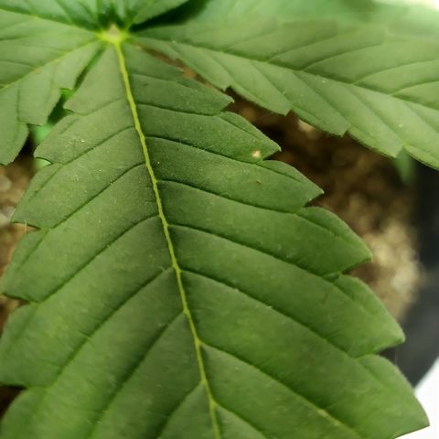 Somango #47 growlog timeline photo