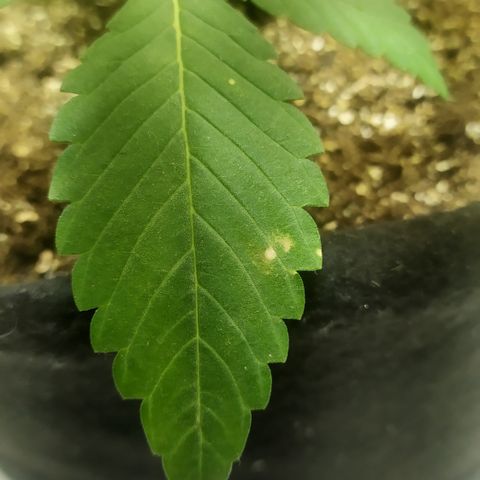 Somango #47 growlog timeline photo