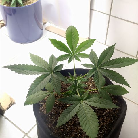 Somango #47 growlog timeline photo