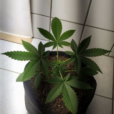 Somango #47 growlog timeline photo