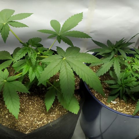 Somango #47 growlog timeline photo