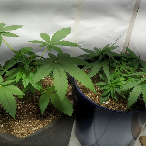Somango #47 growlog timeline photo