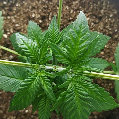 Somango #47 growlog timeline photo