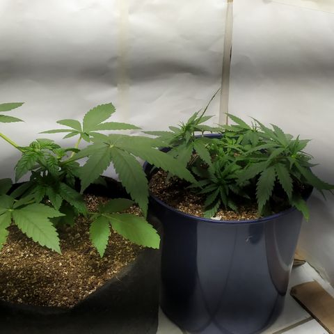 Somango #47 growlog timeline photo