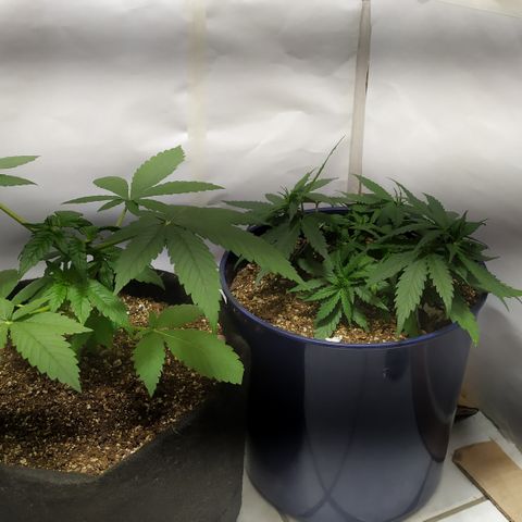 Somango #47 growlog timeline photo