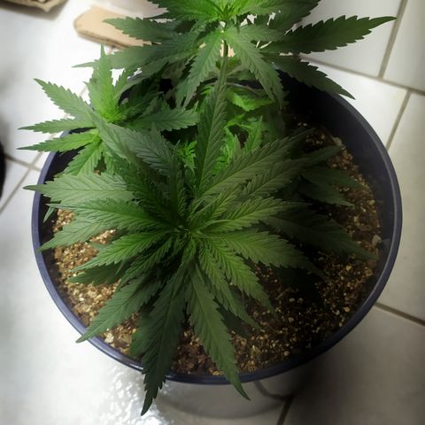 Somango #47 growlog timeline photo