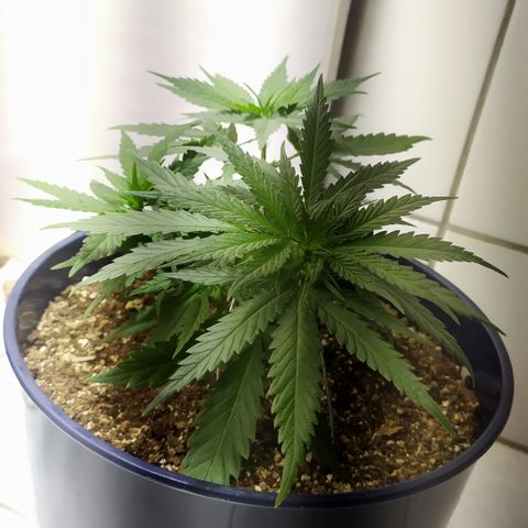 Somango #47 growlog timeline photo