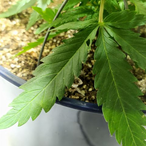 Somango #47 growlog timeline photo