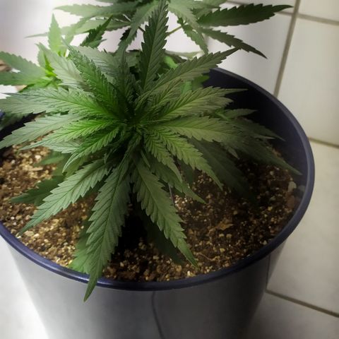 Somango #47 growlog timeline photo