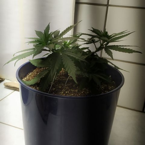 Somango #47 growlog timeline photo