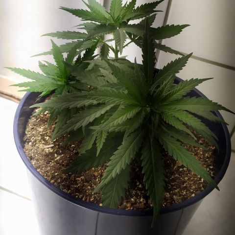 Somango #47 growlog timeline photo