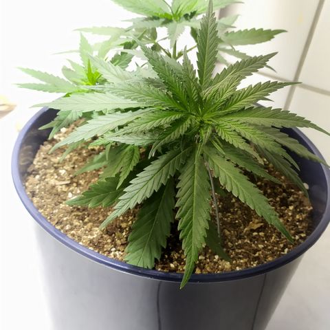 Somango #47 growlog timeline photo