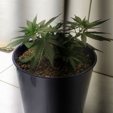 Somango #47 growlog timeline photo
