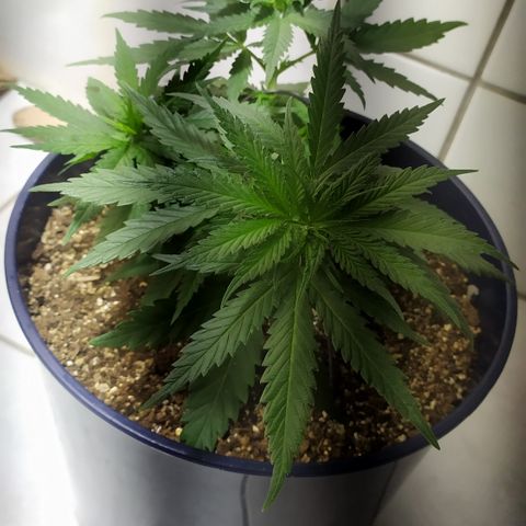 Somango #47 growlog timeline photo