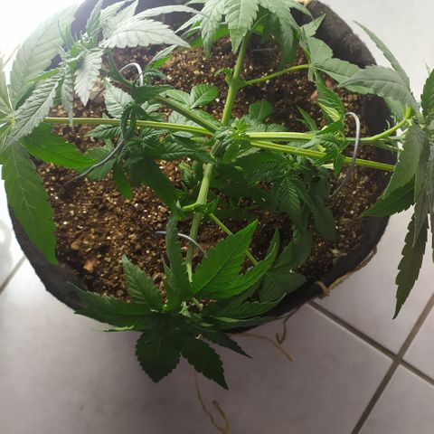 Somango #47 growlog timeline photo