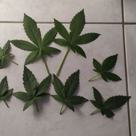 Somango #47 growlog timeline photo
