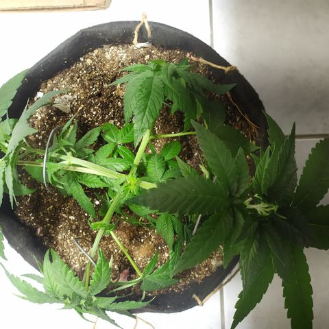 Somango #47 growlog timeline photo